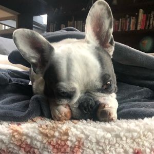 Meet your Posher, Annie